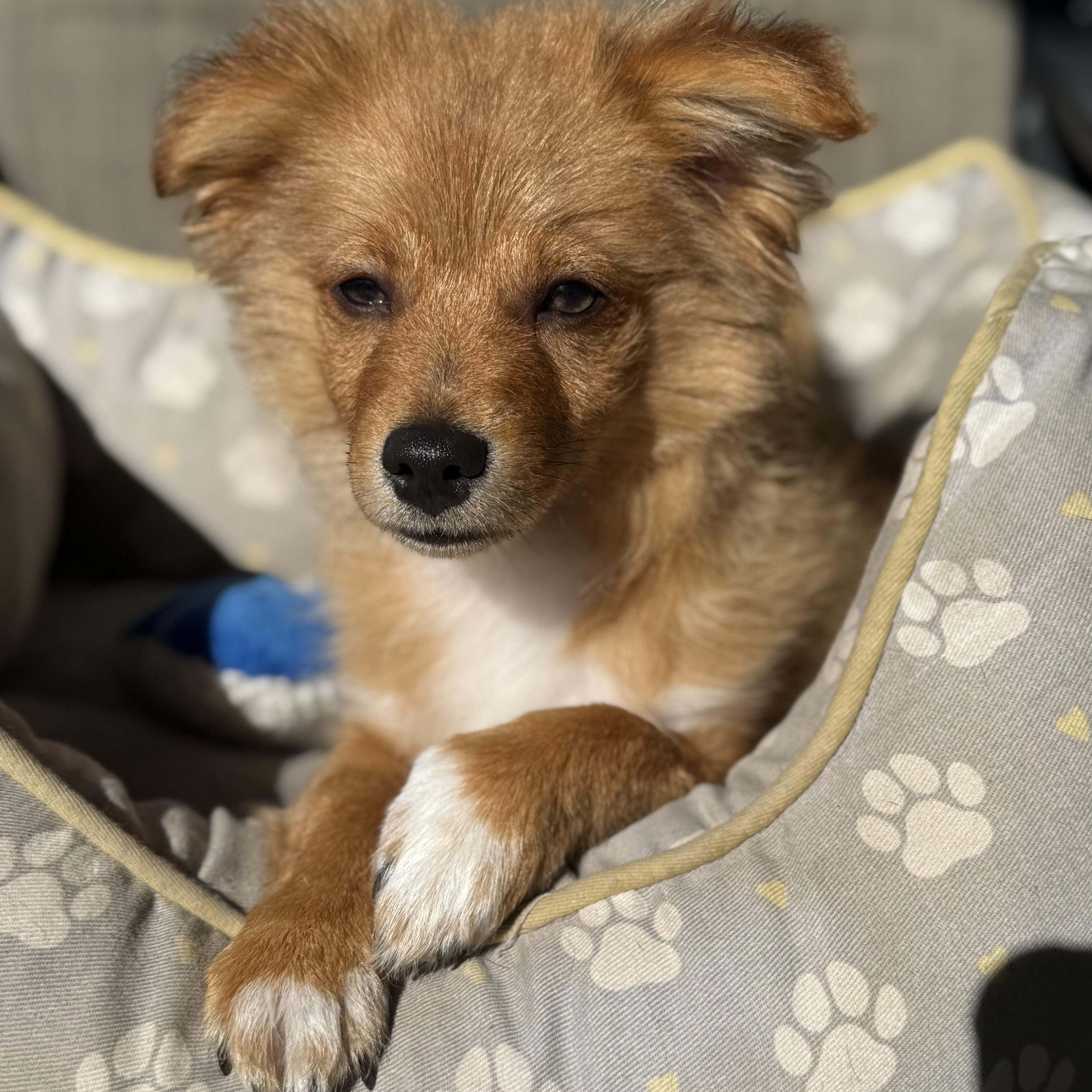 Enlarge Romeo, a ADOPTABLE mixed breed in modesto, CA image 4/6