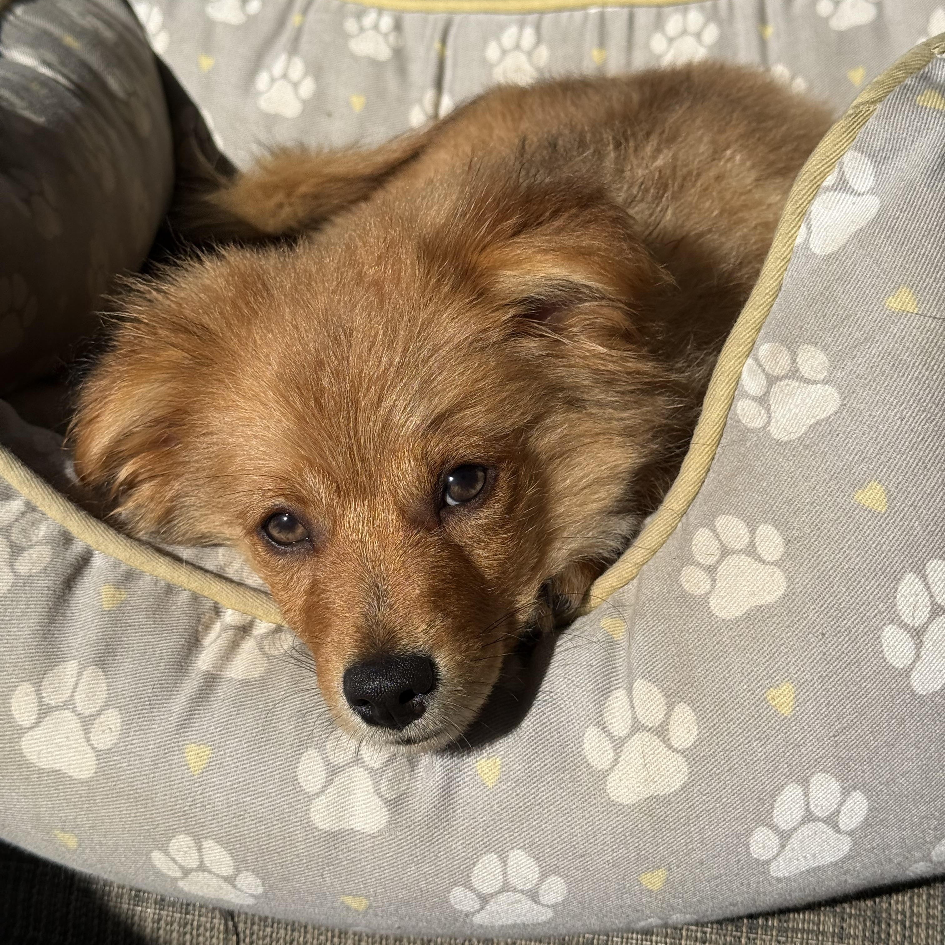 Enlarge Romeo, a ADOPTABLE mixed breed in modesto, CA image 6/6