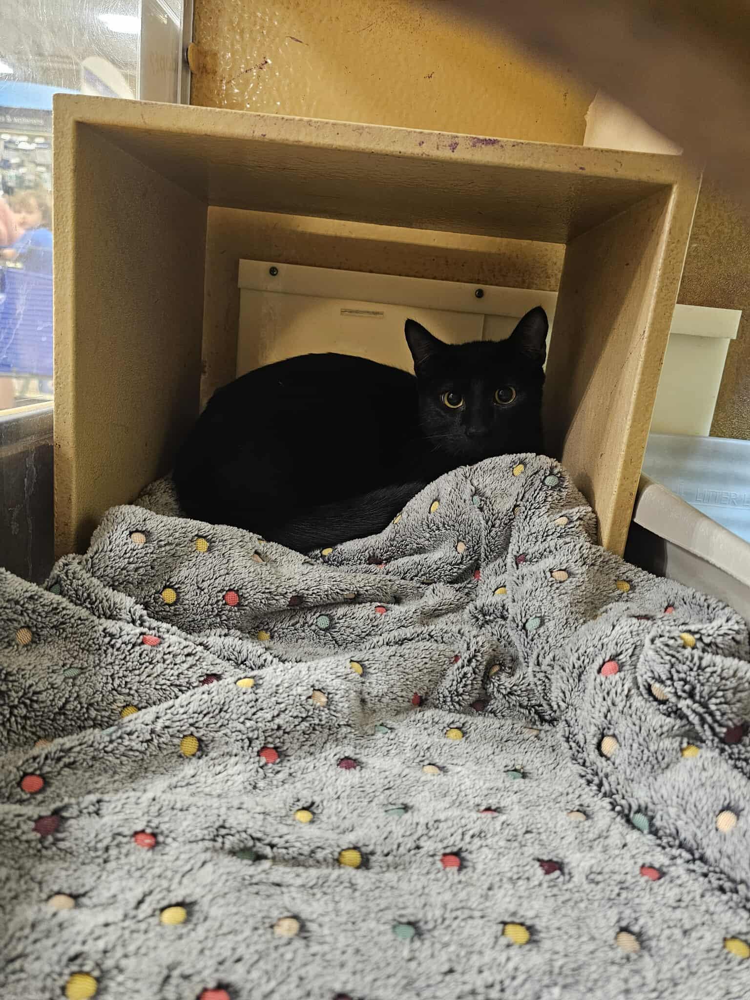 Eureka, adopted, Young Male Domestic Short Hair.