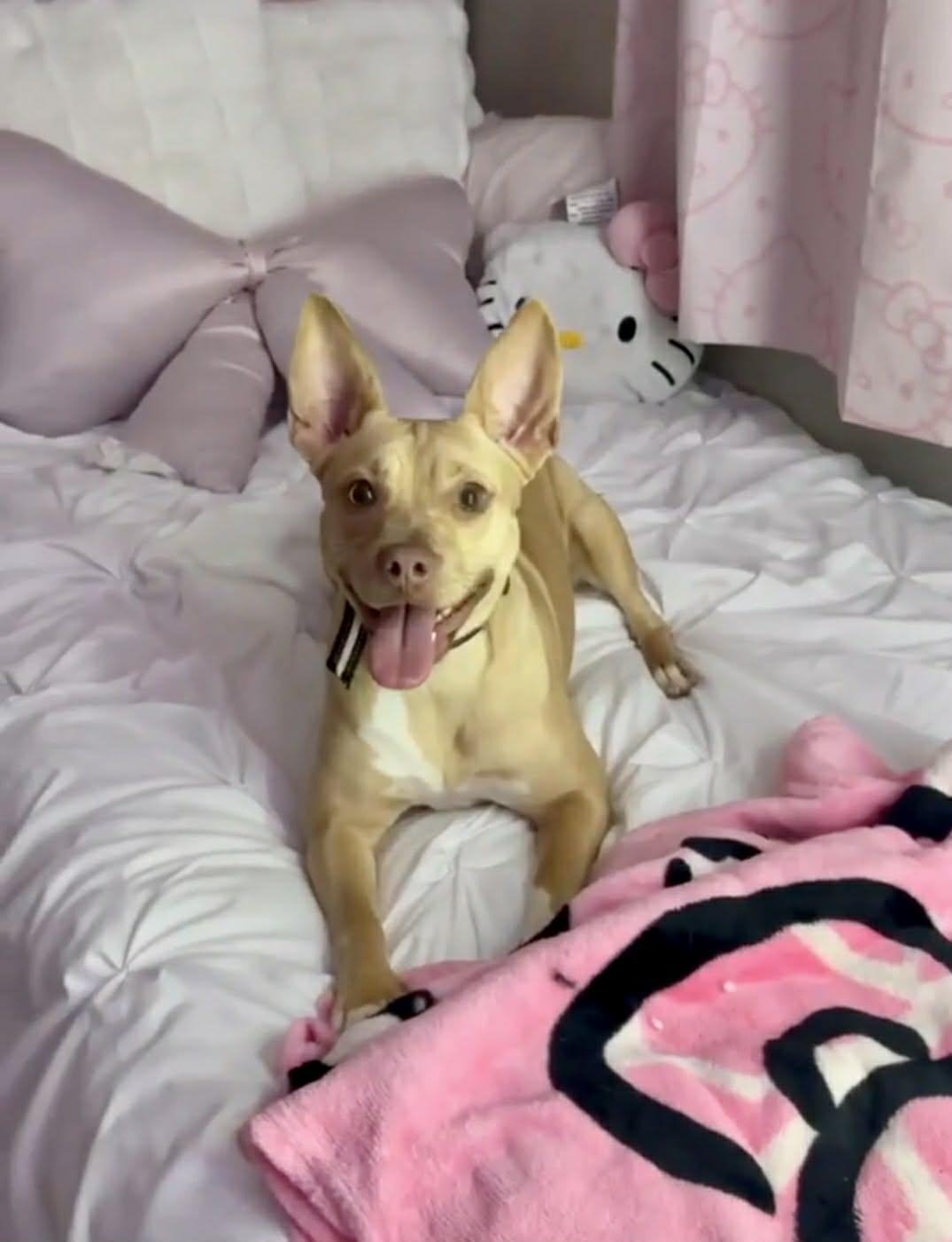 Jada, an adopted mixed breed in Wytheville, VA image 1/5