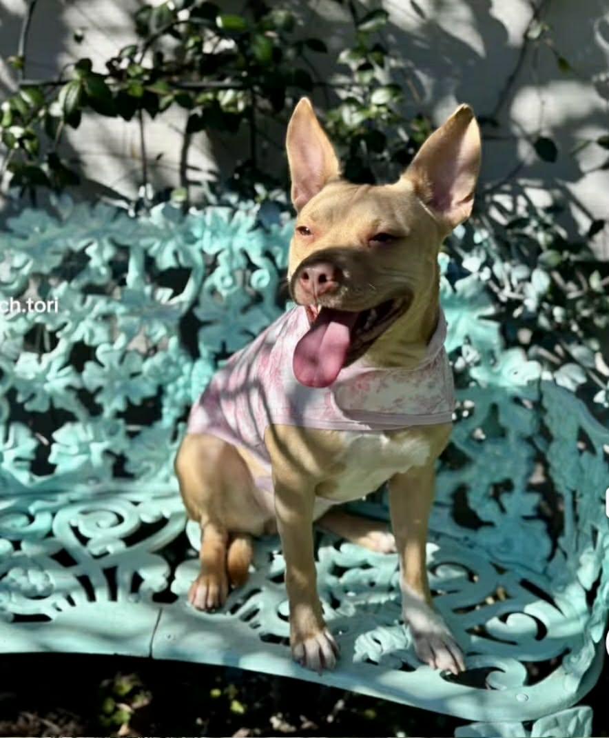 Jada, an adopted mixed breed in Wytheville, VA image 4/5