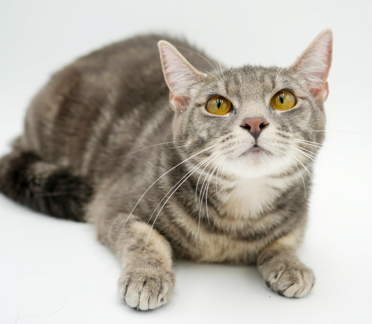 Enlarge Spice is OH SO NICE!  Way cuter than pics - LOVER!!   VIDEO!!, a Adoptable mixed breed in Bedford Hills, NY image 5/6