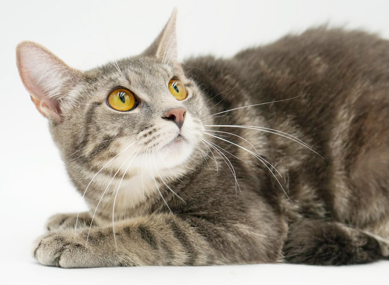 Enlarge Spice is OH SO NICE!  Way cuter than pics - LOVER!!   VIDEO!!, a Adoptable mixed breed in Bedford Hills, NY image 2/6