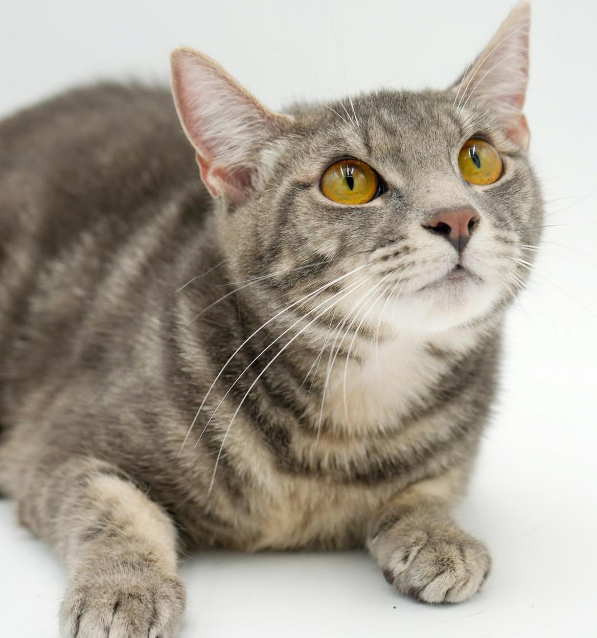 Enlarge Spice is OH SO NICE!  Way cuter than pics - LOVER!!   VIDEO!!, a Adoptable mixed breed in Bedford Hills, NY image 1/6