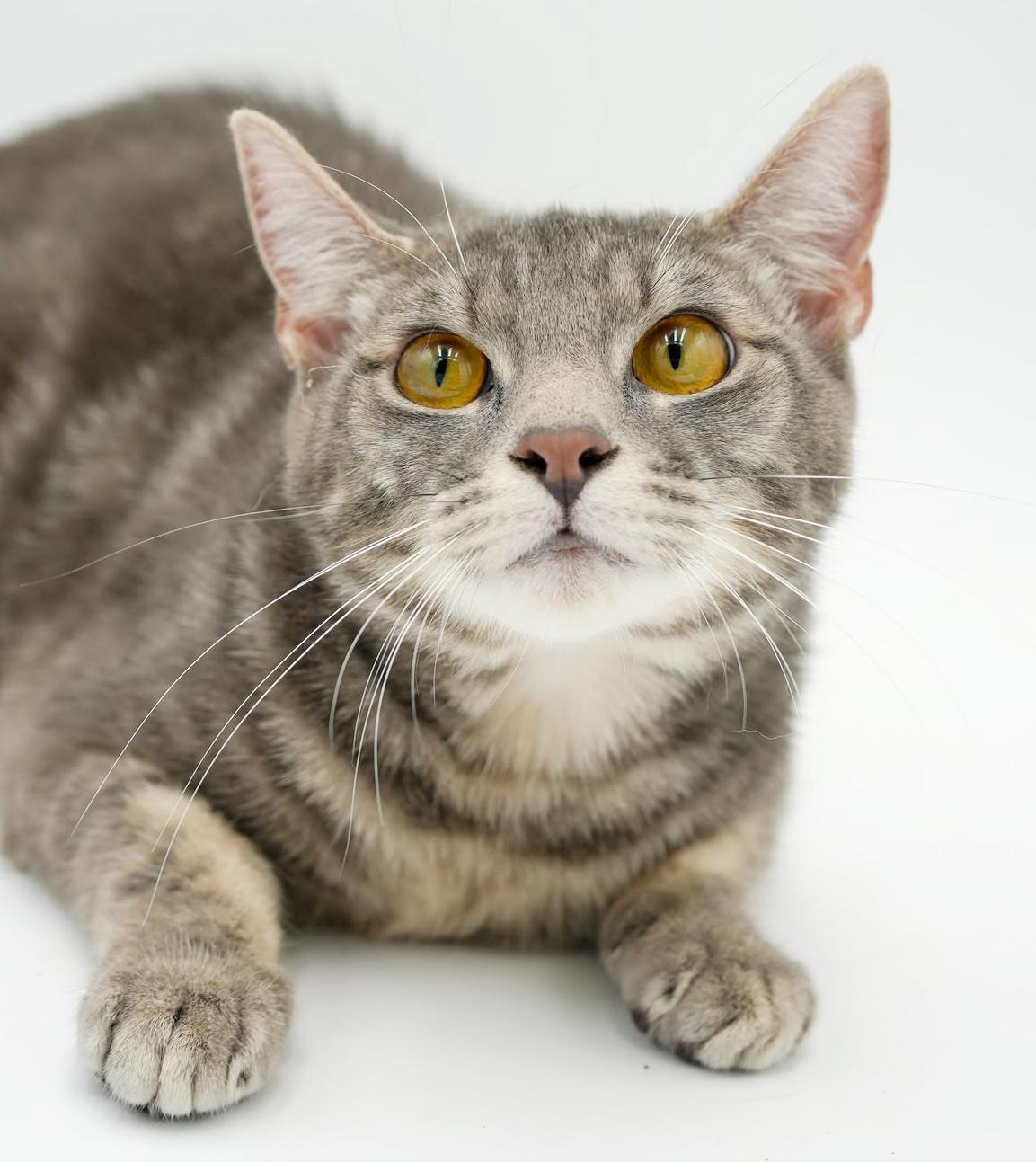 Enlarge Spice is OH SO NICE!  Way cuter than pics - LOVER!!   VIDEO!!, a Adoptable mixed breed in Bedford Hills, NY image 4/6