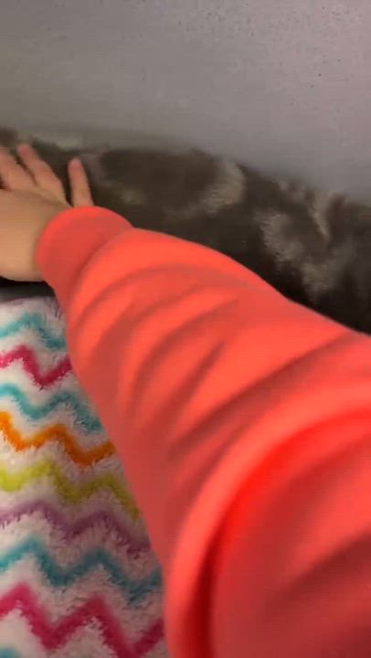 Enlarge Spice is OH SO NICE!  Way cuter than pics - LOVER!!   VIDEO!!, a Adoptable mixed breed in Bedford Hills, NY video 3/6