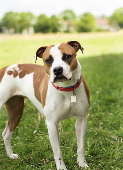 Dolly, ADOPTABLE, Adult Female Mixed Breed.