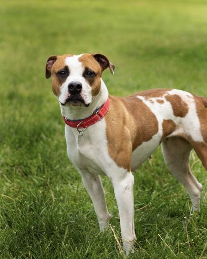 Dolly, a ADOPTABLE Mixed Breed in Hamilton, OH image 3/3