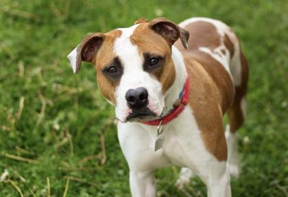 Dolly, a ADOPTABLE Mixed Breed in Hamilton, OH image 2/3