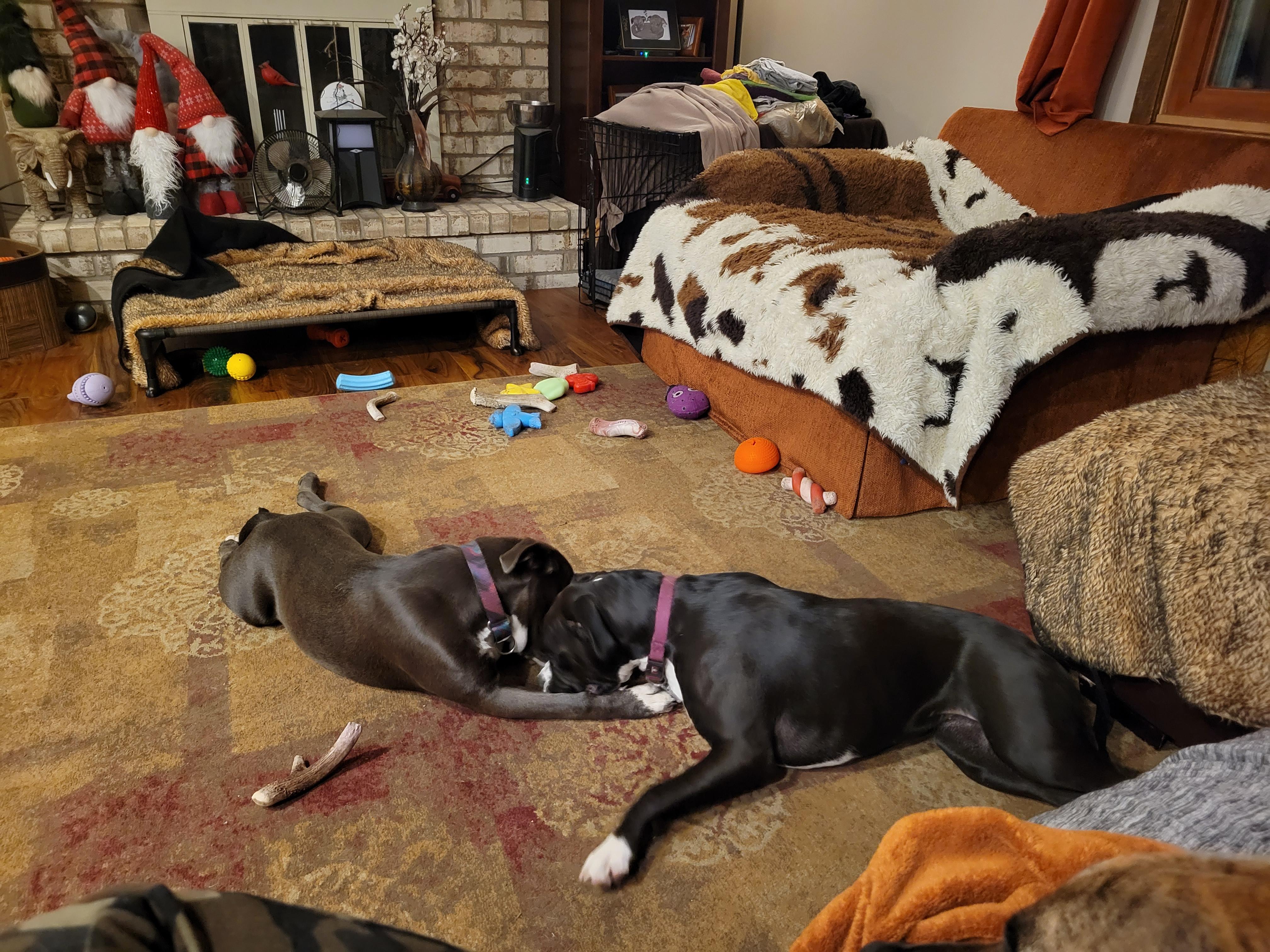 Willow, Adopted, Adult Female Pit Bull Terrier & Weimaraner.