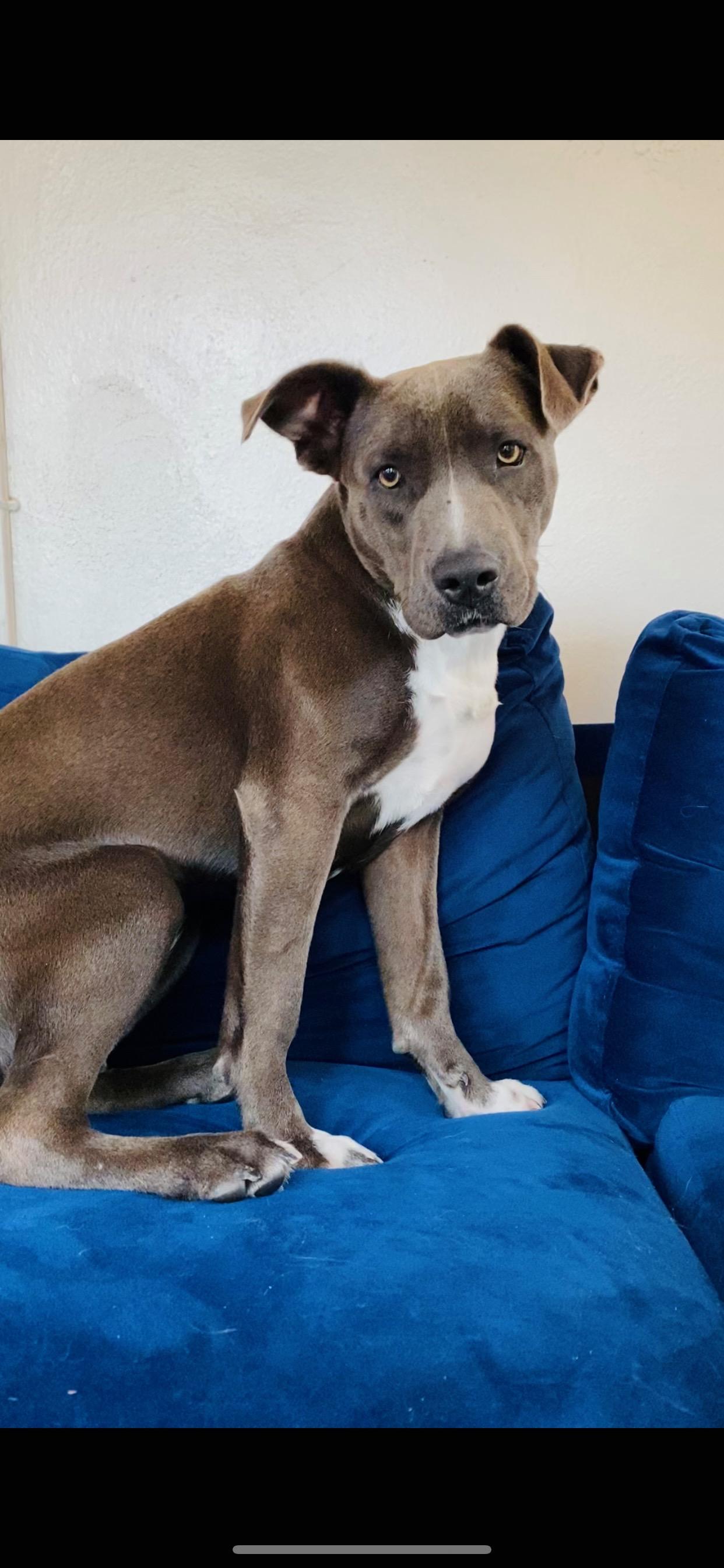 Enlarge Willow, a Adopted mixed breed in Minneapolis, MN image 2/4