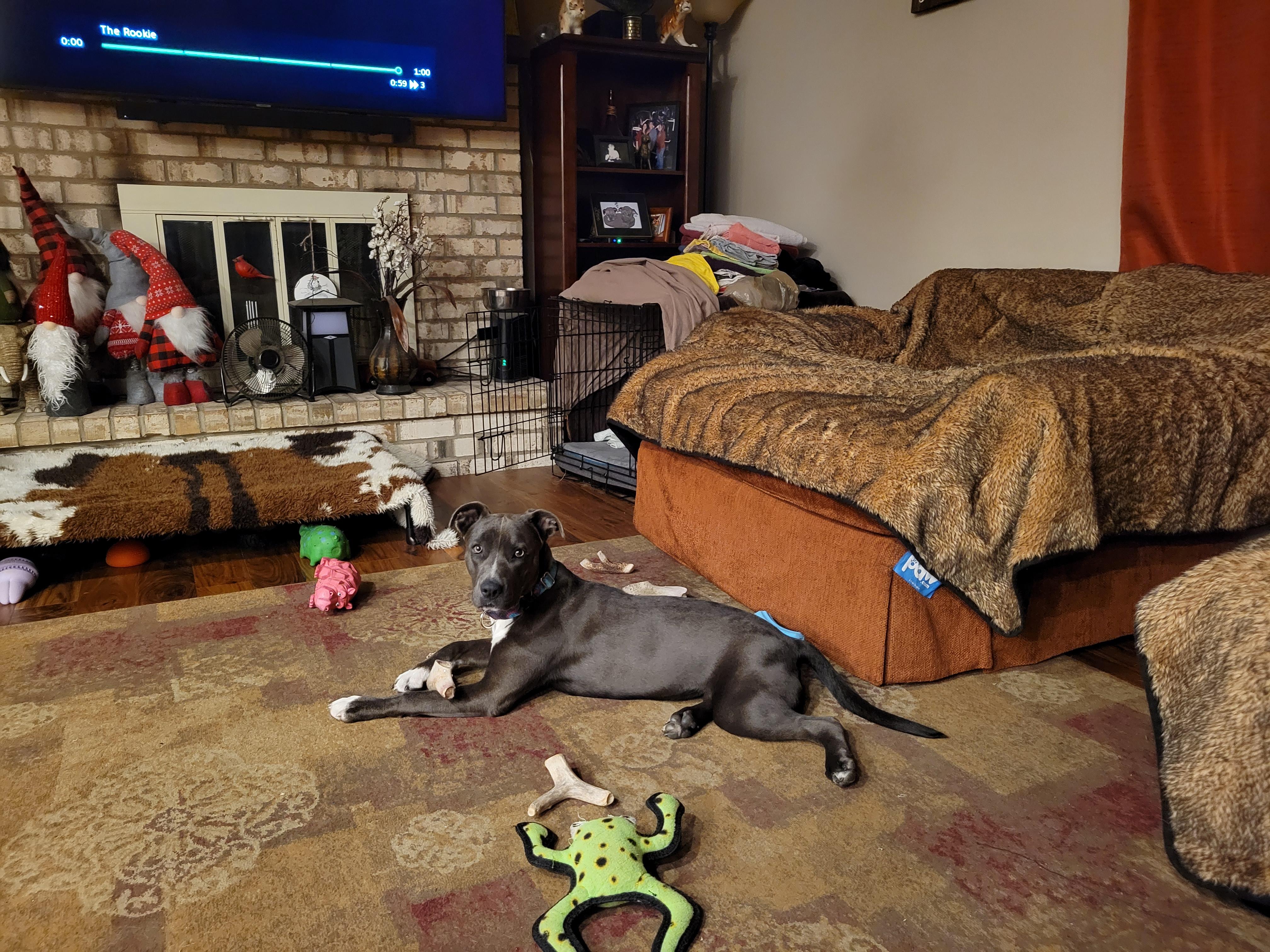 Enlarge Willow, a Adopted mixed breed in Minneapolis, MN image 3/4