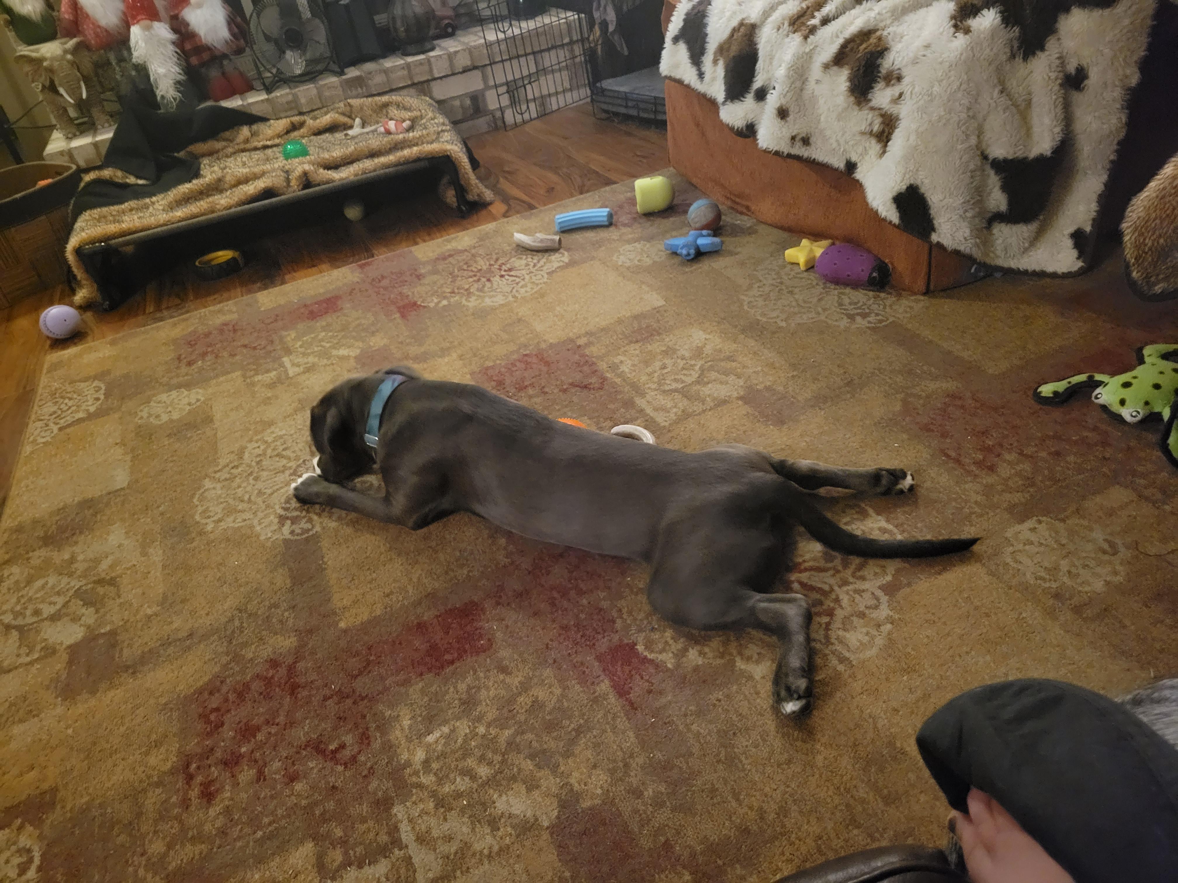 Enlarge Willow, a Adopted mixed breed in Minneapolis, MN image 4/4