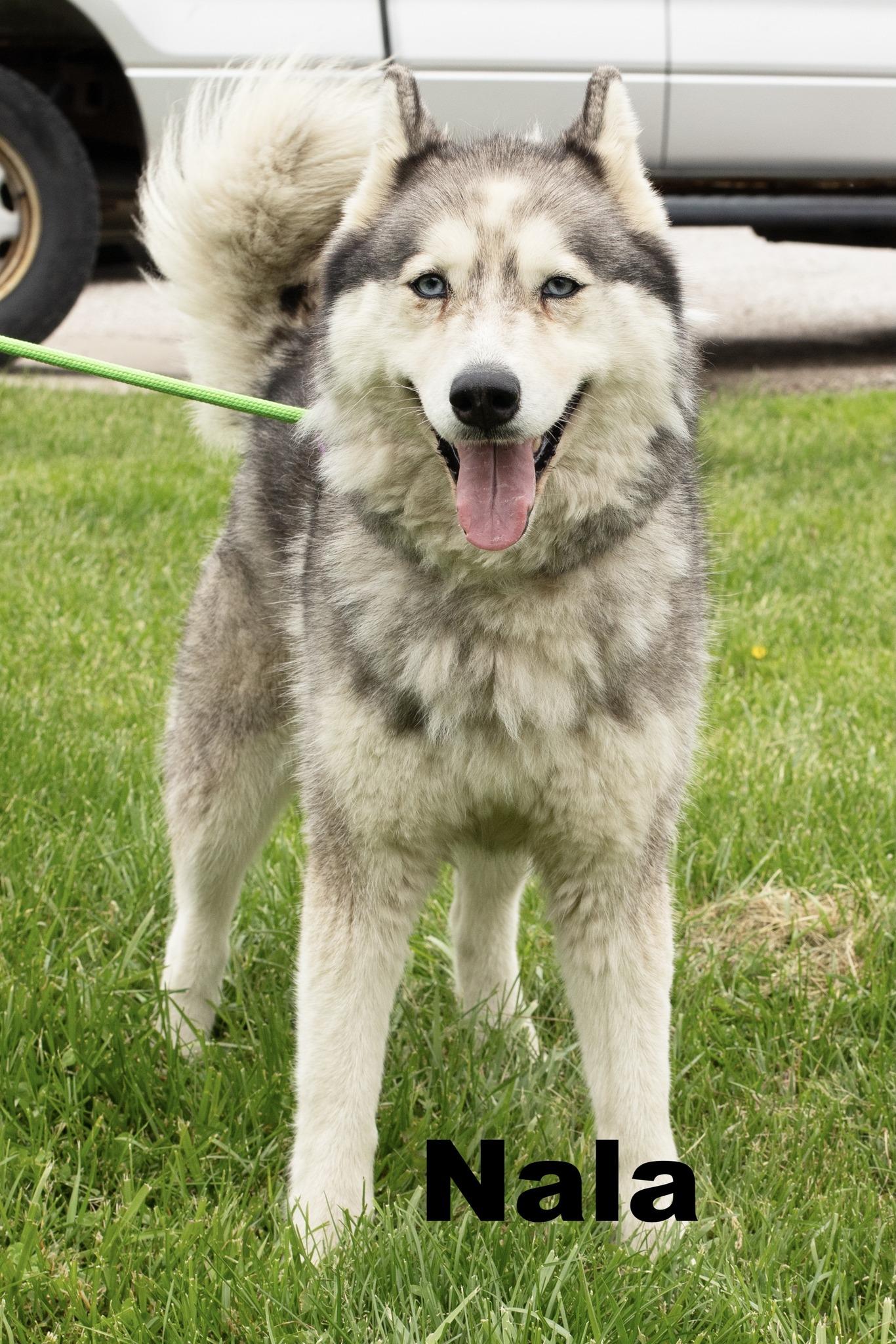 Enlarge Nala, a ADOPTABLE Husky in Macomb, IL image 1/1