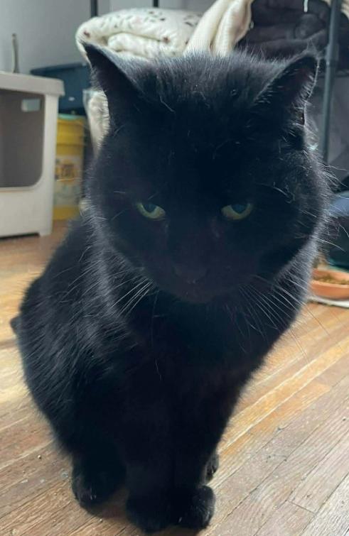 Itty bitty, Adopted, Senior Female Domestic Short Hair.