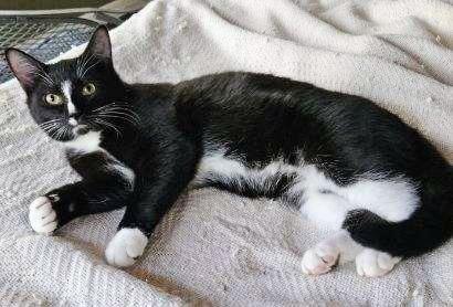 Luka, Adoptable, Kitten Male Domestic Short Hair.