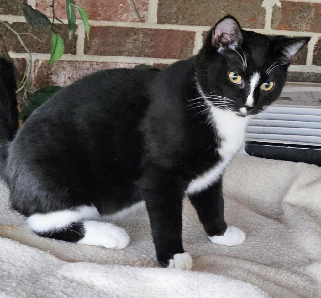 Enlarge Luka, a Adoptable mixed breed in Evans, GA image 2/2