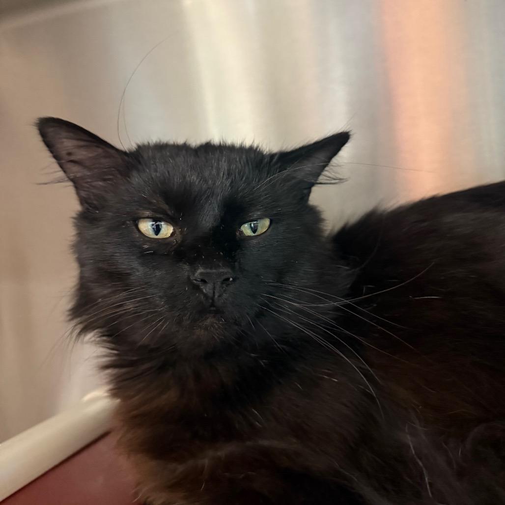 Percy, Adoptable, Adult Male Domestic Medium Hair.