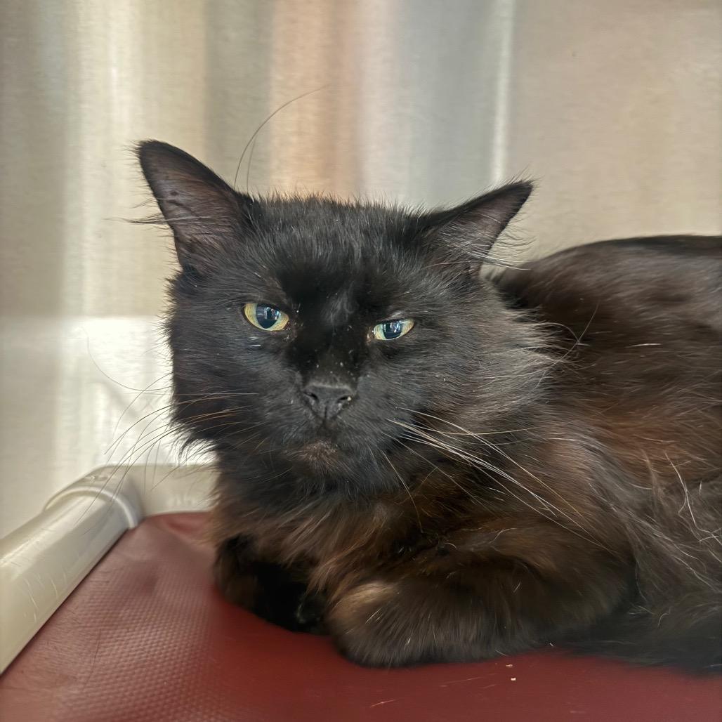 Enlarge Percy, a Adoptable Domestic Medium Hair in Sand Springs, OK image 2/2