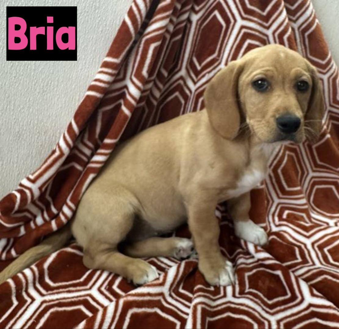 Bria, an adopted Basset Hound Mix in Grand Rapids, MI_image-1
