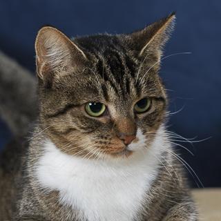 Enlarge Call me Cruella, a Adoptable Domestic Short Hair in Chesapeake, VA image 1/3