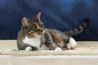 Call me Cruella, Adoptable, Young Female Domestic Short Hair & Domestic Short Hair.