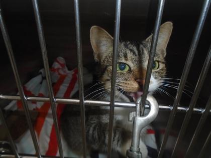 Enlarge Call me Cruella, a Adoptable Domestic Short Hair in Chesapeake, VA image 3/3