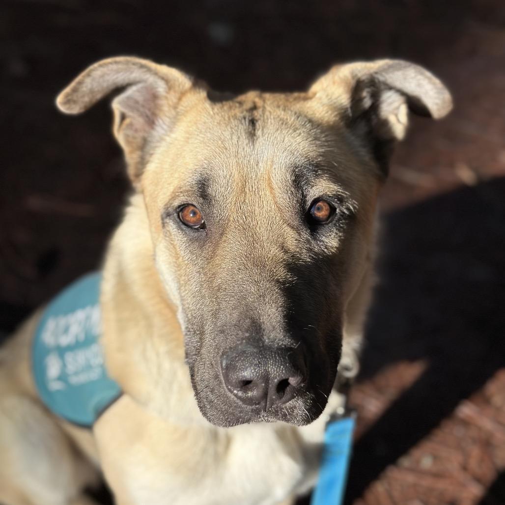 Strauss, Adoptable, Adult Male German Shepherd Dog & Mixed Breed.