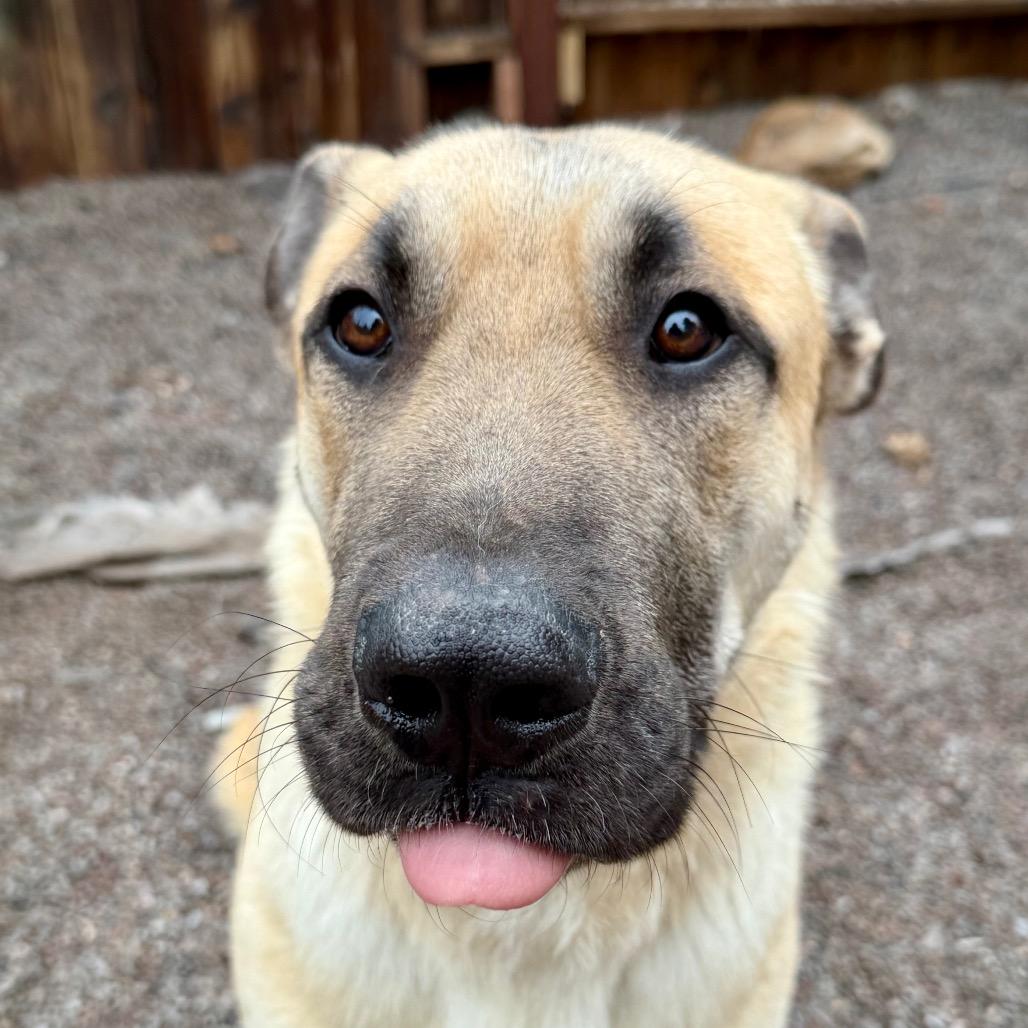 Strauss, Adoptable, Adult Male German Shepherd Dog & Mixed Breed.