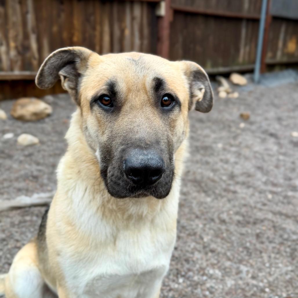 Enlarge Strauss, a Adoptable mixed breed in Mount Shasta, CA image 2/6