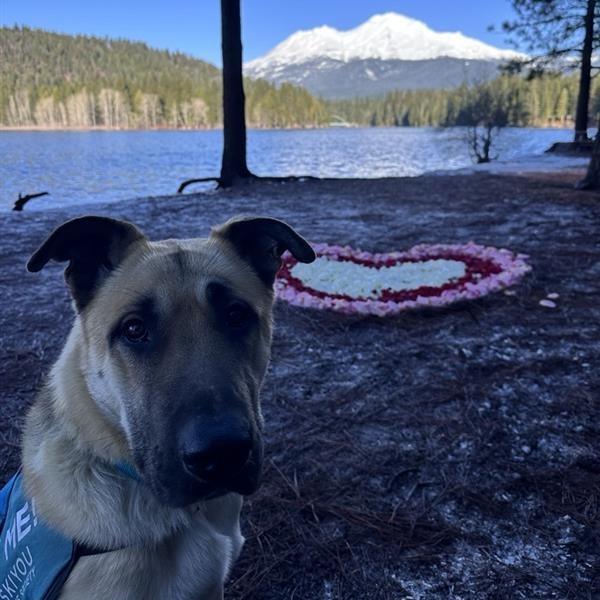 Enlarge Strauss, a Adoptable mixed breed in Mount Shasta, CA image 3/6