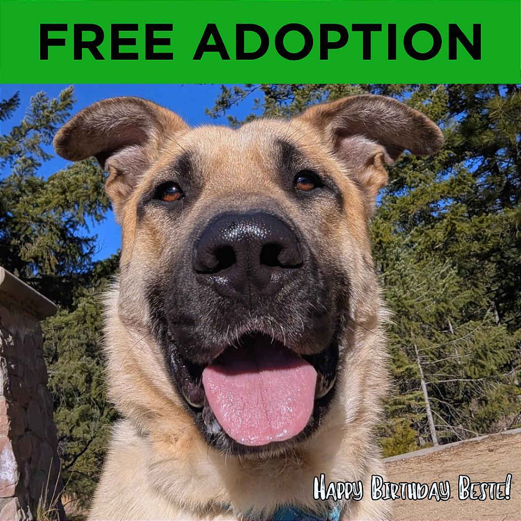 Enlarge Strauss, a Adoptable mixed breed in Mount Shasta, CA image 4/6