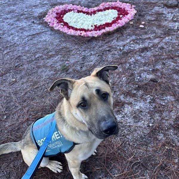 Enlarge Strauss, a Adoptable mixed breed in Mount Shasta, CA image 5/6