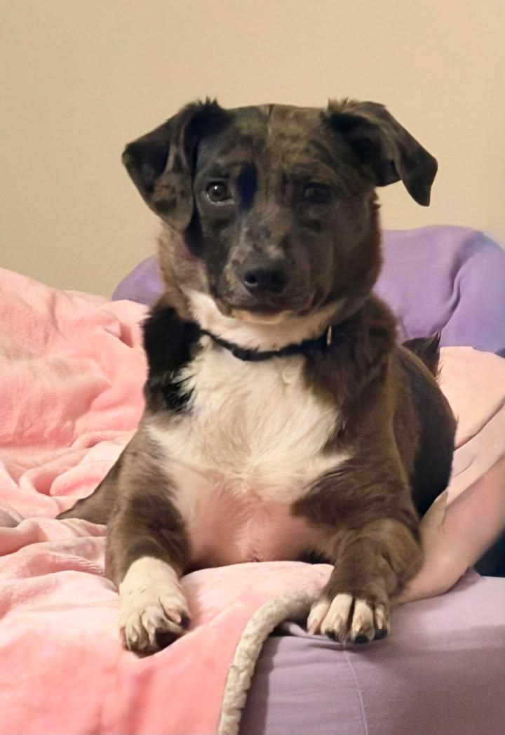 Kora, adopted, Young Female Boxer & Aussiedoodle.