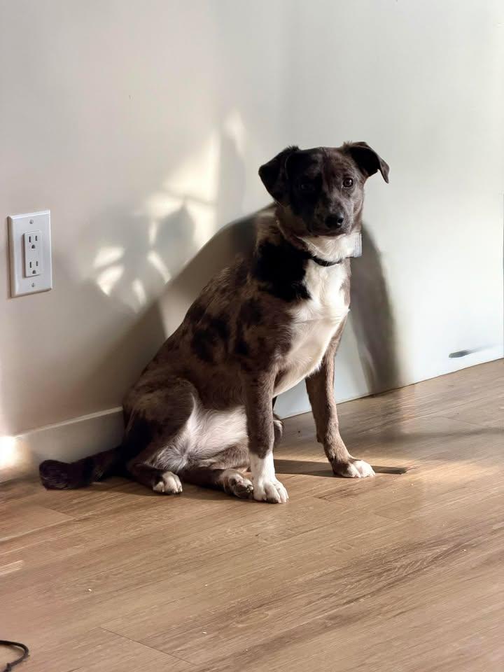 Enlarge Kora, an adopted mixed breed in Winnipeg, MB image 2/5