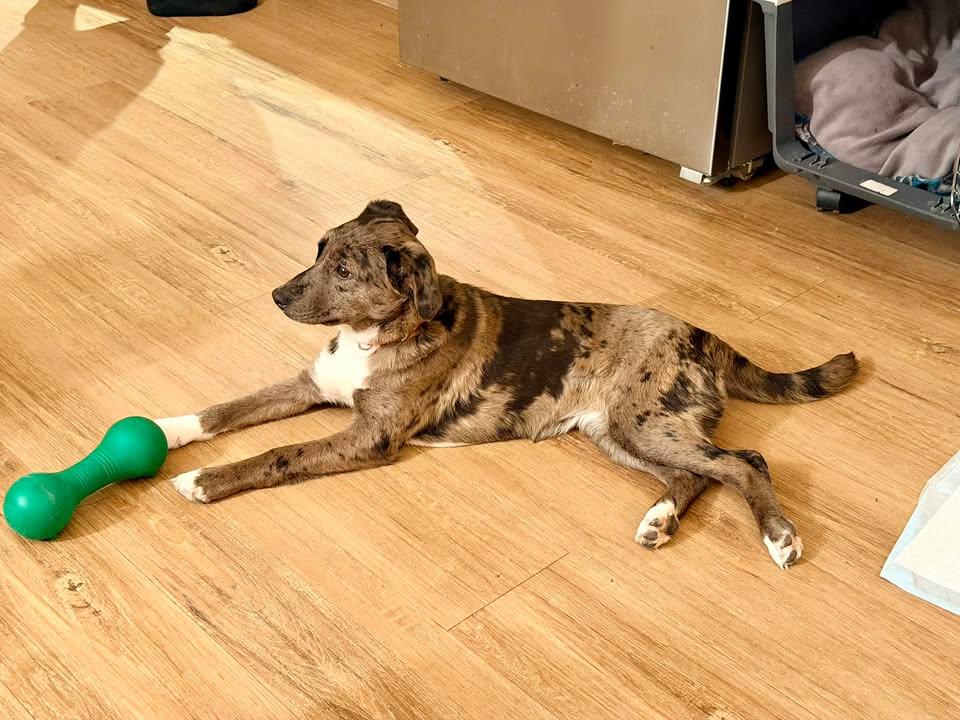 Enlarge Kora, an adopted mixed breed in Winnipeg, MB image 5/5