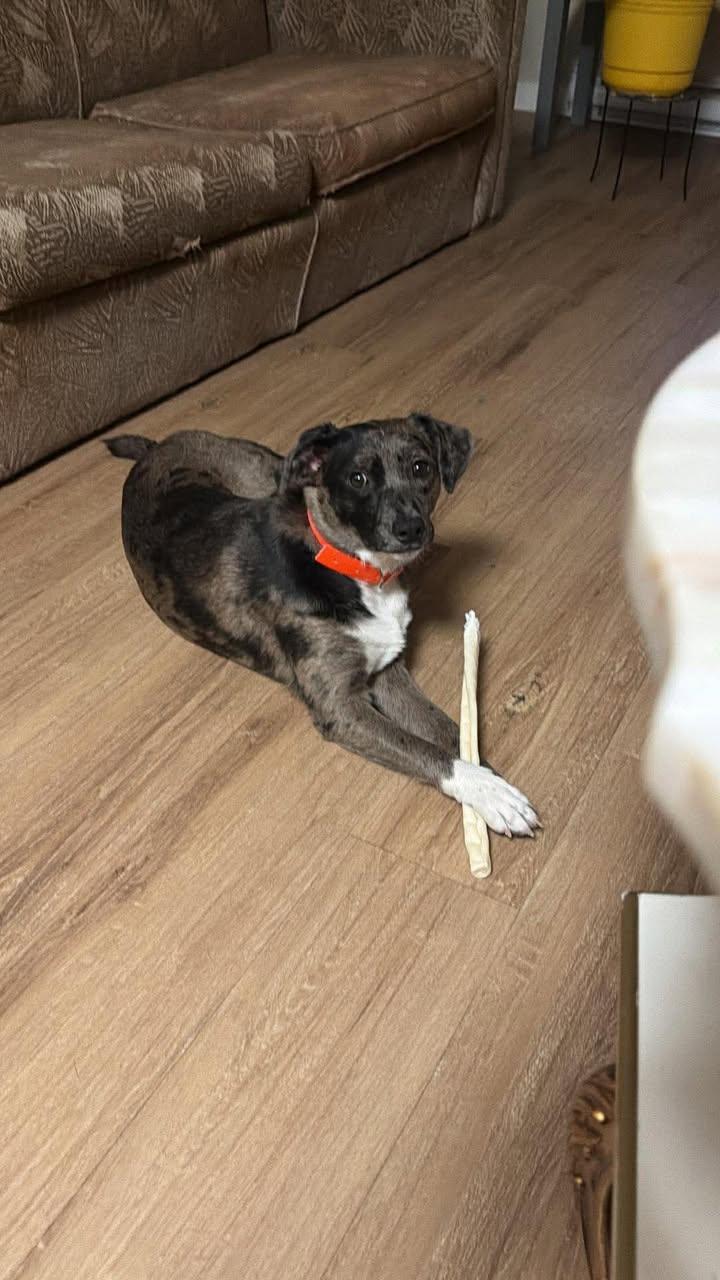 Enlarge Kora, an adopted mixed breed in Winnipeg, MB image 4/5