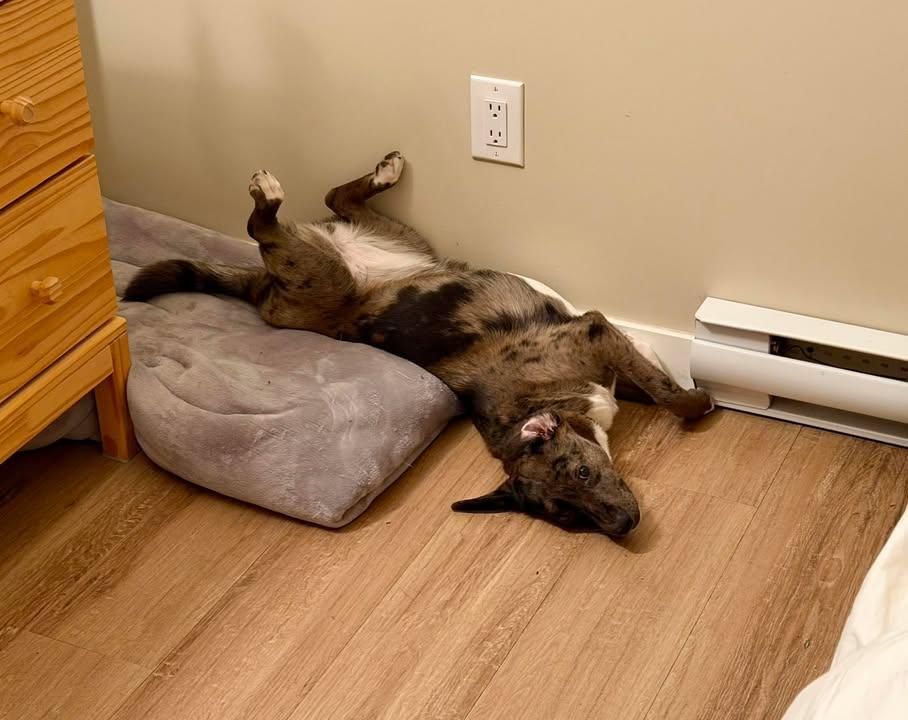 Enlarge Kora, an adopted mixed breed in Winnipeg, MB image 3/5