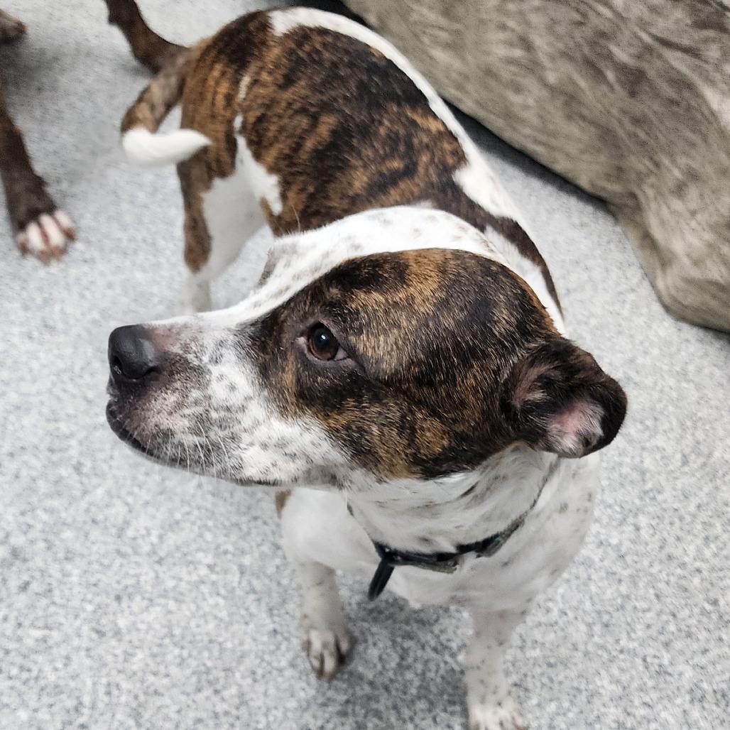 Fiona, ADOPTABLE, Young Female Cattle Dog & Mixed Breed.