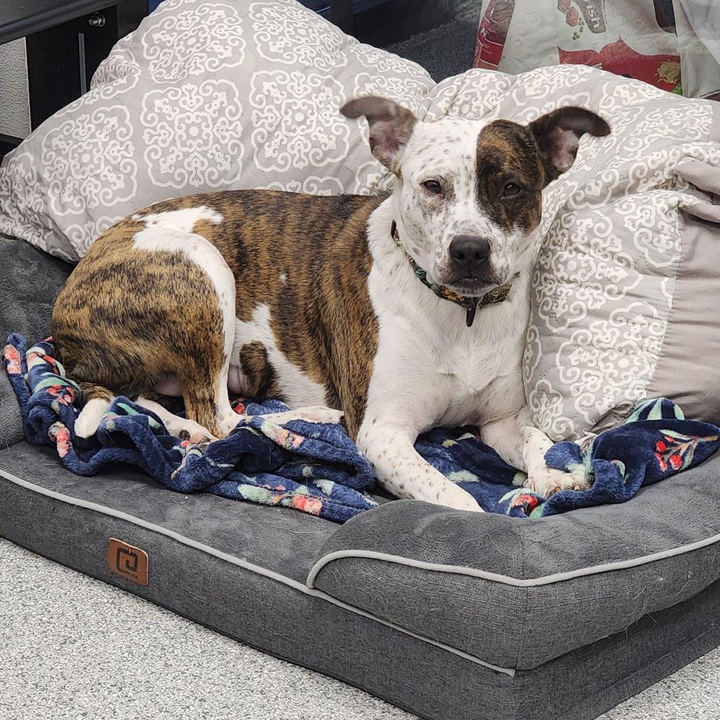 Enlarge Fiona, a ADOPTABLE mixed breed in Monticello, IA image 2/6