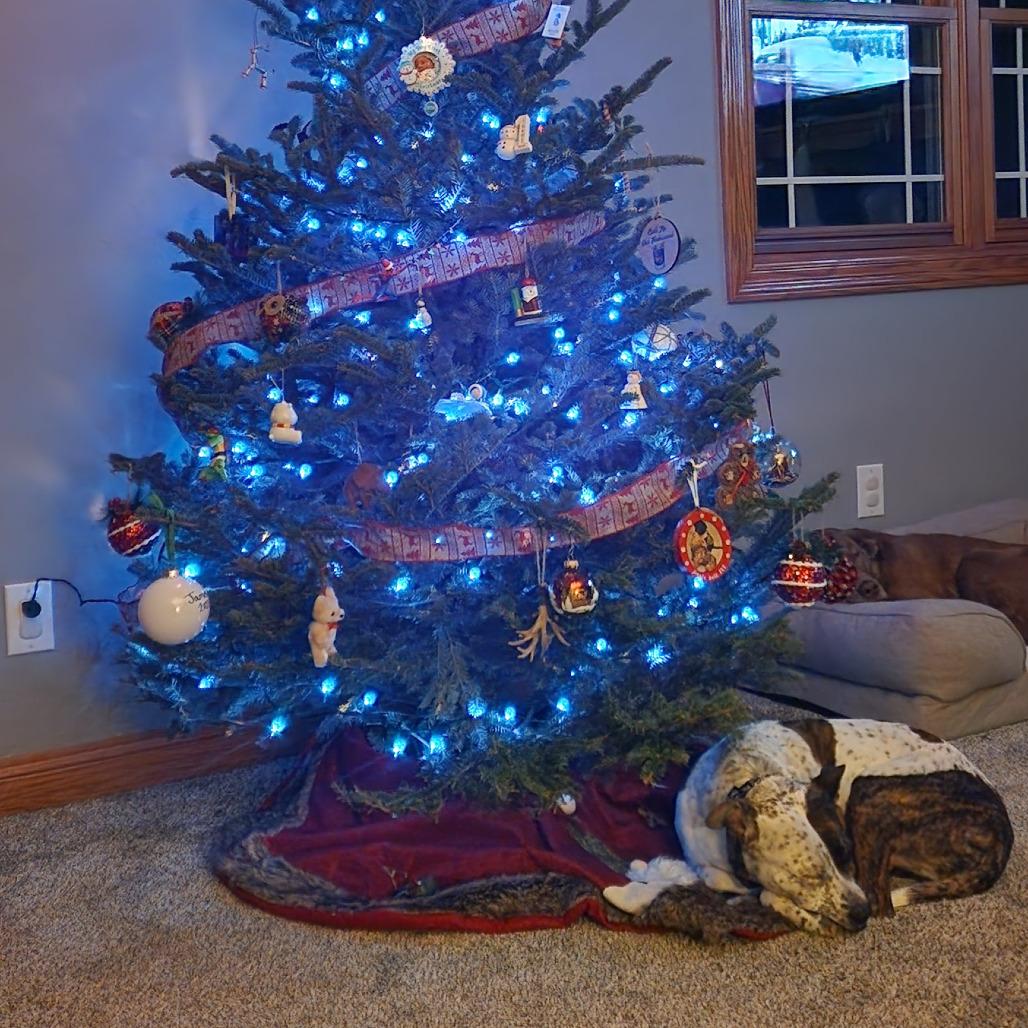 Enlarge Fiona, a ADOPTABLE mixed breed in Monticello, IA image 3/6