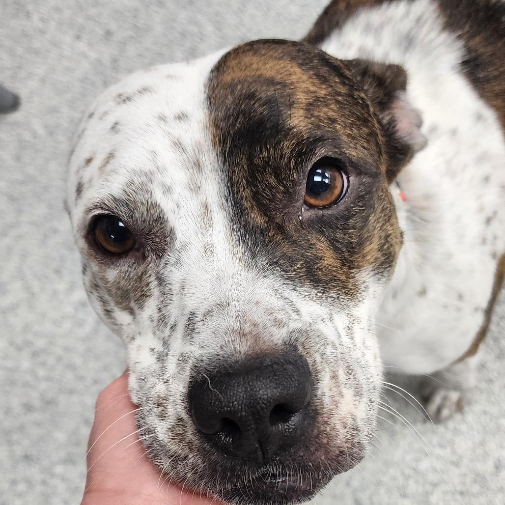 Enlarge Fiona, a ADOPTABLE mixed breed in Monticello, IA image 4/6