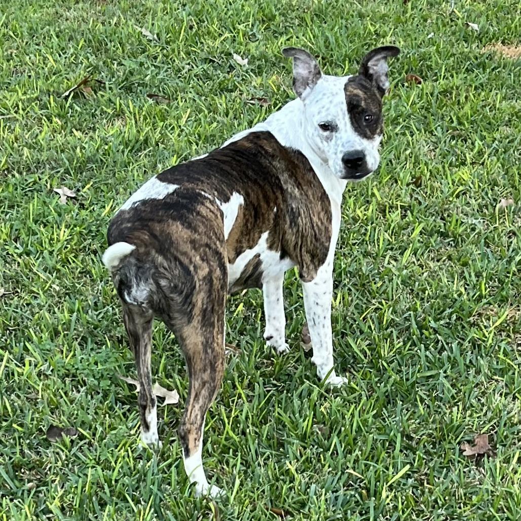 Enlarge Fiona, a ADOPTABLE mixed breed in Monticello, IA image 5/6