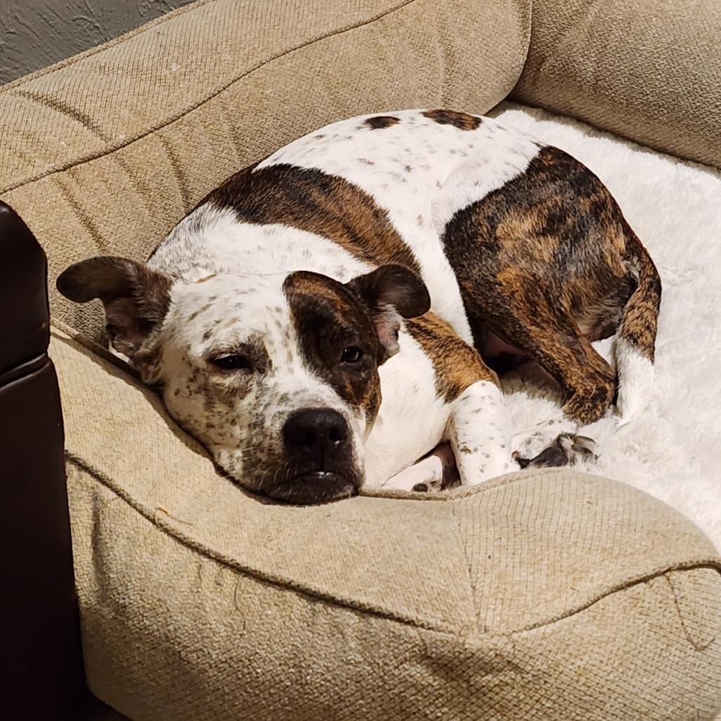 Enlarge Fiona, a ADOPTABLE mixed breed in Monticello, IA image 6/6