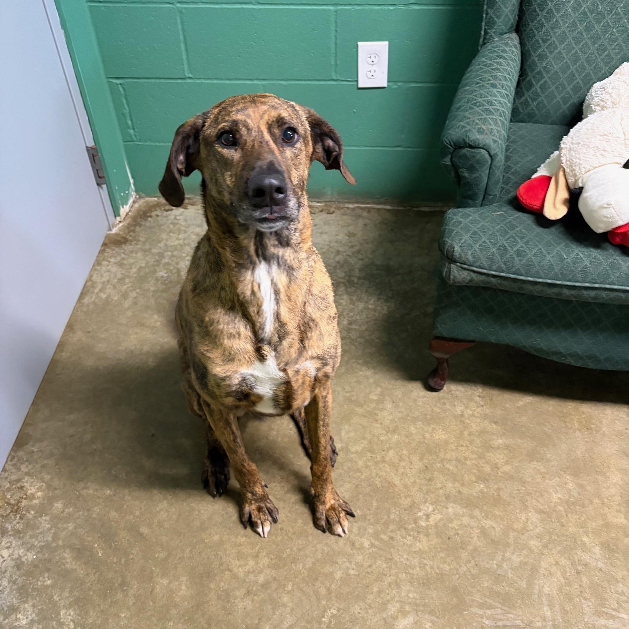 Enlarge Ryder, a ADOPTABLE mixed breed in Seneca, PA image 1/2