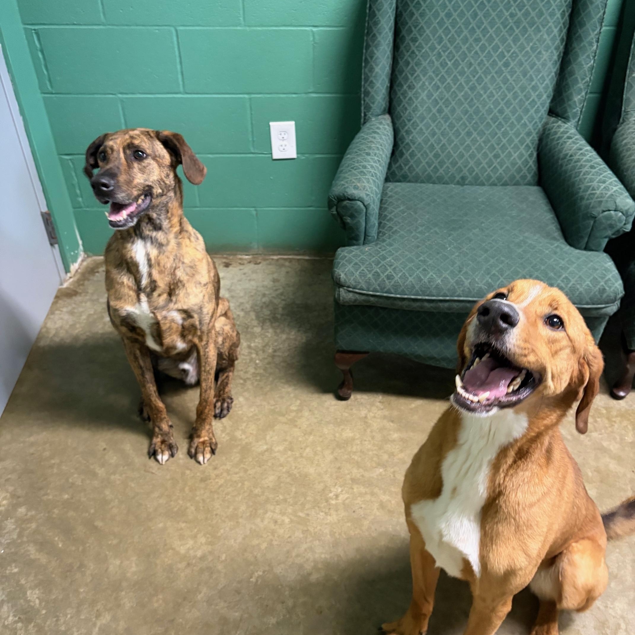 Enlarge Ryder, a ADOPTABLE mixed breed in Seneca, PA image 2/2