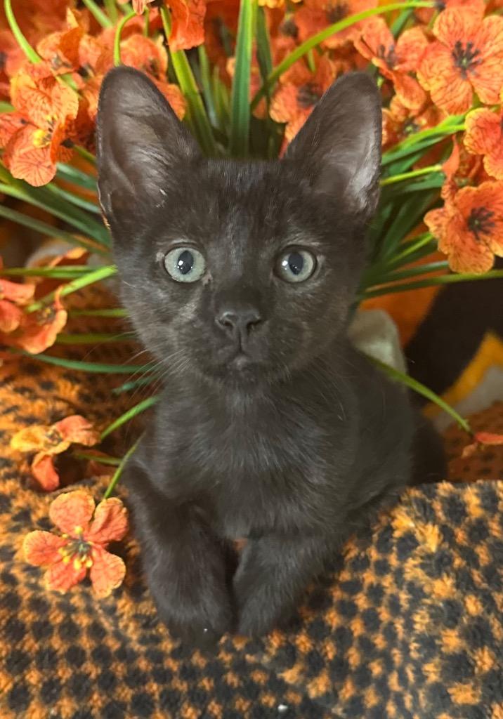 3/25/26 George, Adoptable, Kitten Male Domestic Short Hair.