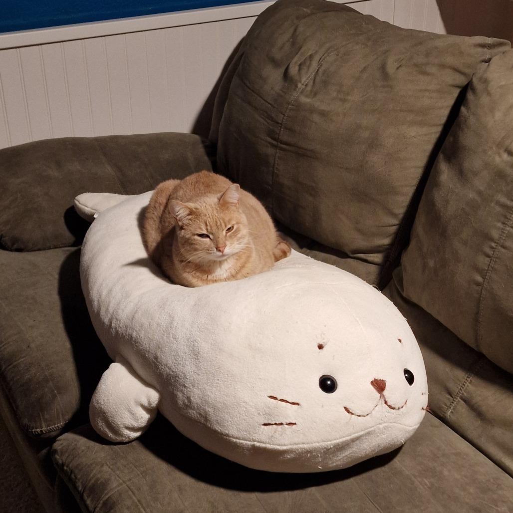 Enlarge Samantha, a Adoptable Domestic Short Hair in Abingdon, MD image 1/6