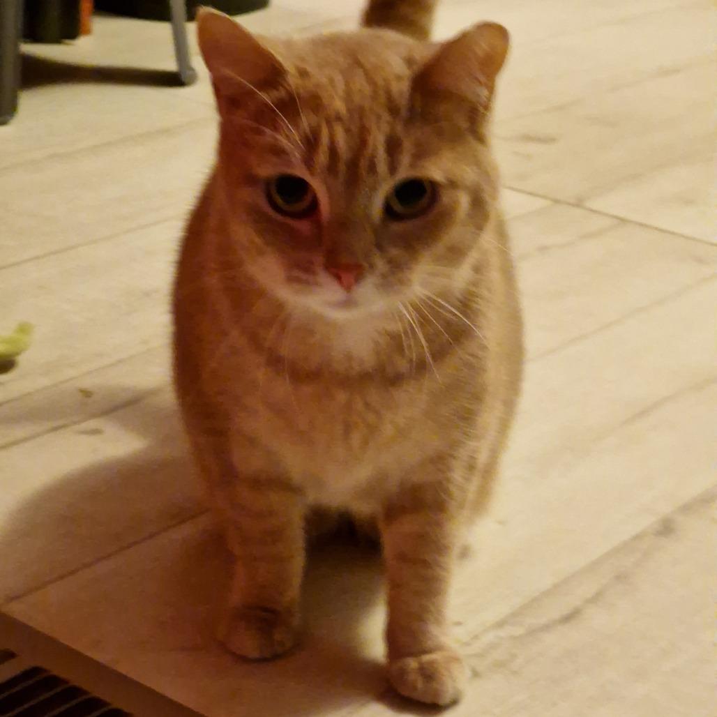 Samantha, Adoptable, Adult Female Domestic Short Hair.