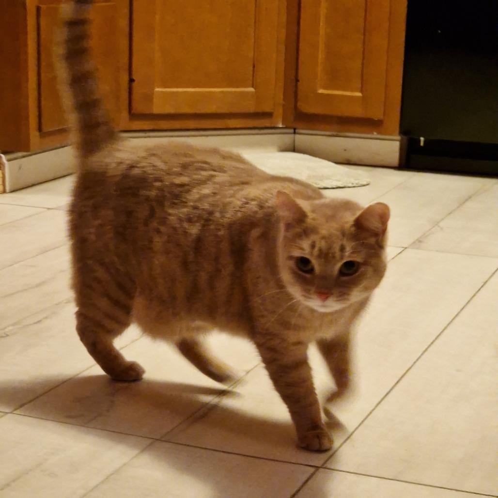 Enlarge Samantha, a Adoptable Domestic Short Hair in Abingdon, MD image 2/6